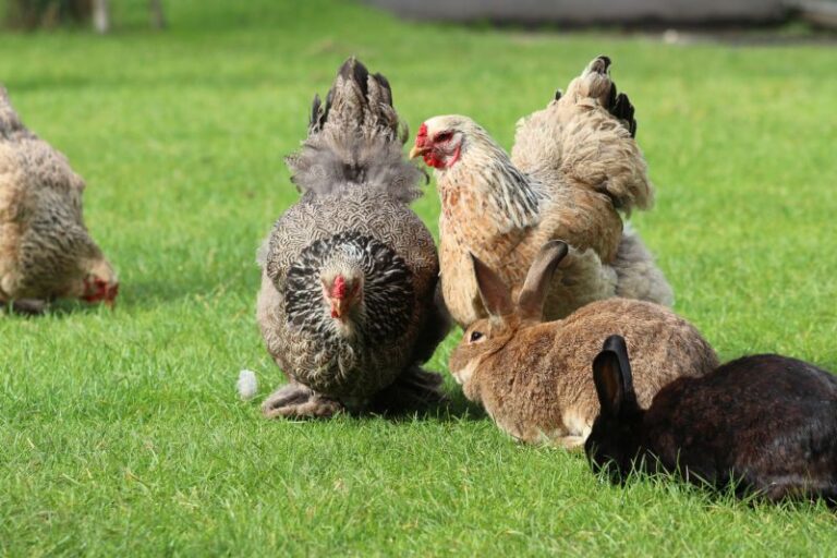 Dump- en afstandsdieren op de kinderboerderij
