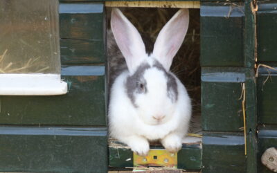 Vuurwerk en dieren: een zorgelijke jaarwisseling voor kinderboerderijen