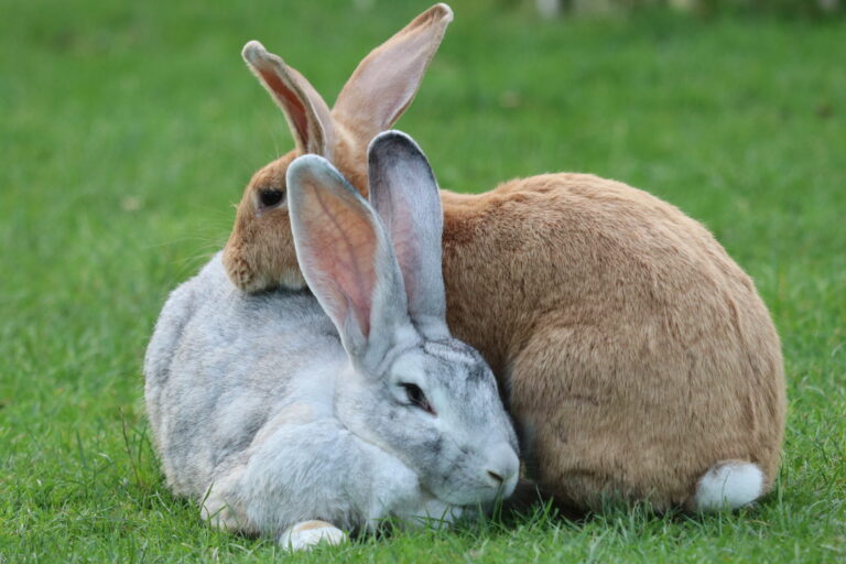 Dumpdieren op kinderboerderijen nemen af, maar afstandsdieren blijven grote uitdaging
