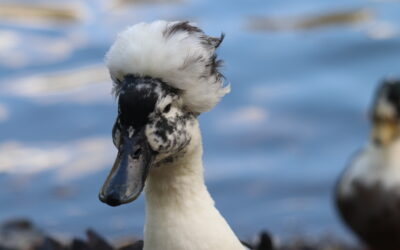 Uitbreiding verbod op het doden van gehouden dieren