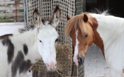 Oproep enquête: overlast op en rond kinderboerderijen