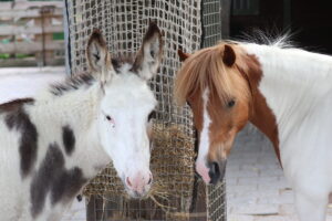 Oproep enquête: overlast op en rond kinderboerderijen