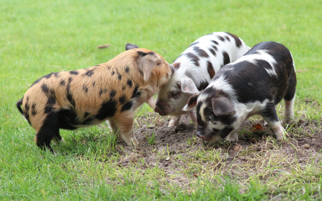 biggentjes in modder