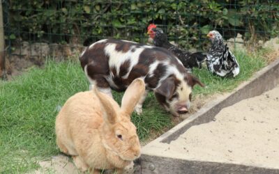 Overlast op de kinderboerderij: wat de enquête laat zien