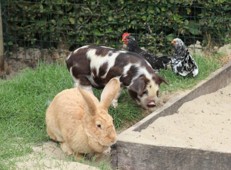 Overlast op de kinderboerderij: wat de enquête laat zien