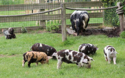Hoe doe je als kinderboerderij mee met 24 uur voor de stadsnatuur?