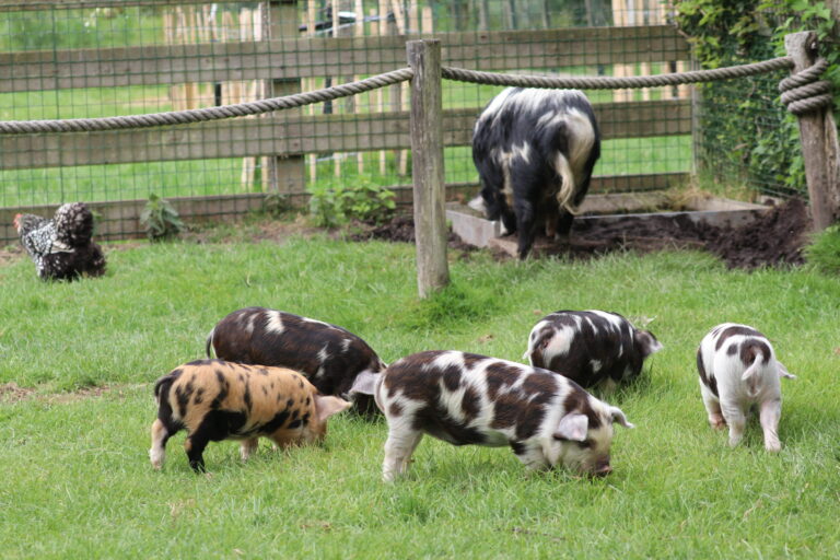 Hoe doe je als kinderboerderij mee met 24 uur voor de stadsnatuur?
