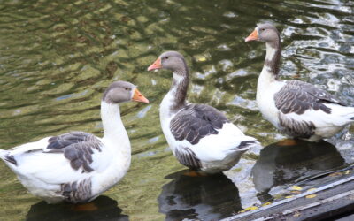Voorkom vogelgriep in 2026-2027