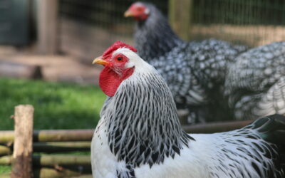 Consumptie van regenwormen bepalend voor PFAS-gehalte in particuliere eieren