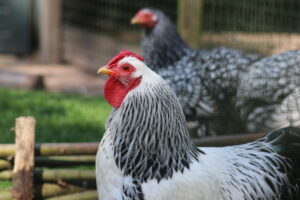 Activiteitenkalender | Maand van de Kinderboerderijen 2026