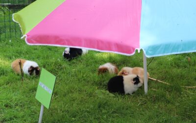 Code rood: Kinderboerderijen passen openingstijden aan vanwege de hitte
