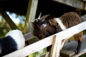 Hitteplan voor de kinderboerderij