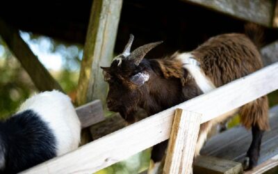 Hitteplan voor de kinderboerderij