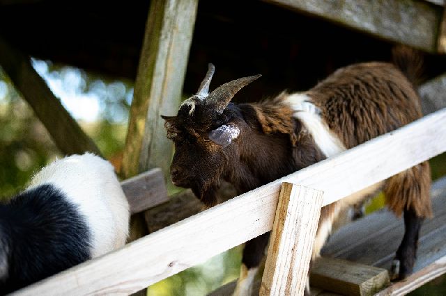 Geiten op de boerderij