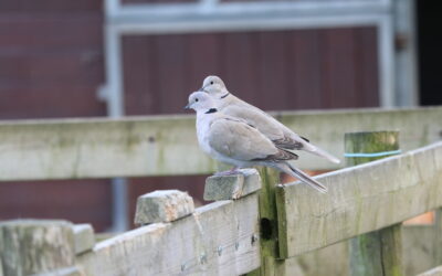 Update vogelgriep: risico verhoogd naar ‘zeer hoog’