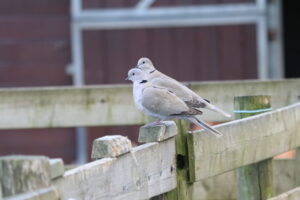 Update vogelgriep: risico verhoogd naar ‘zeer hoog’