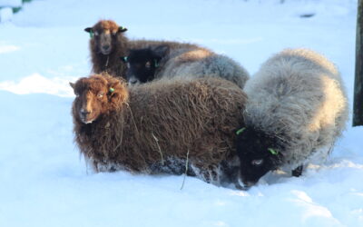 Kom naar de online inspiratieavond over dierenwelzijn op de kinderboerderij
