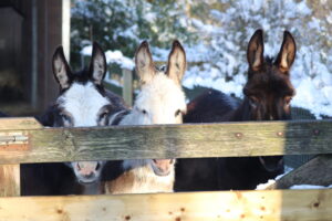 Praktische workshops dierenwelzijn op de kinderboerderij