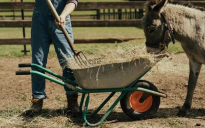 Pensioenbericht voor kinderboerderijen aangesloten bij CAO Sociaal werk