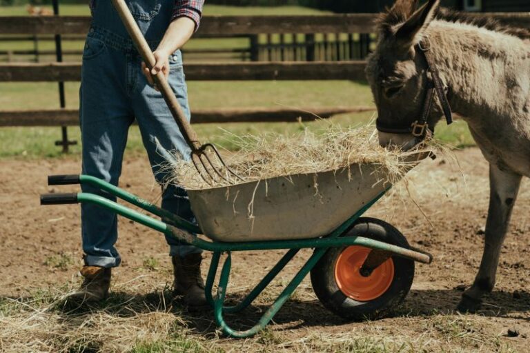 Pensioenbericht voor kinderboerderijen aangesloten bij CAO Sociaal werk