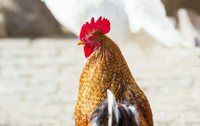 Vogelgriep vastgesteld op kinderboerderij in Alphen aan den Rijn