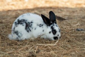 Stijging aantal gedumpte dieren op kinderboerderijen in 2024
