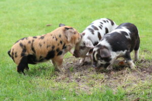 Fokken en slachten op kinderboerderijen: wat zegt het kwaliteitsbewijs?