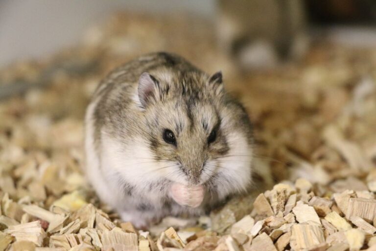 Huis- en hobbydierenlijst blijft in stand