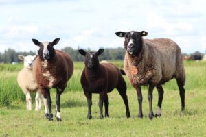 Blauwtongvirus: de belangrijkste informatie op een rijtje