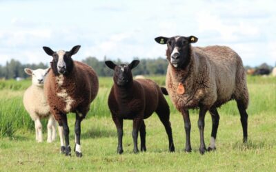 Blauwtongvirus: de belangrijkste informatie op een rijtje