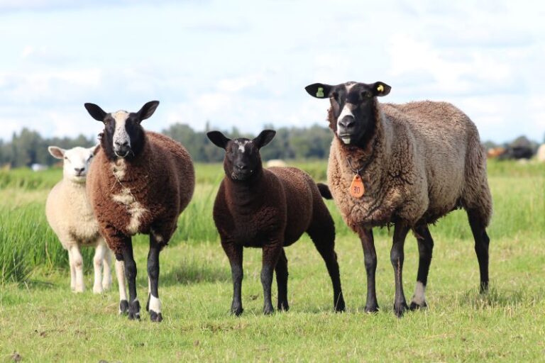 Blauwtongvirus: de belangrijkste informatie op een rijtje