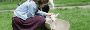 Praat mee over de toekomst van stads- en kinderboerderijen: ledenbijeenkomsten in september en oktober