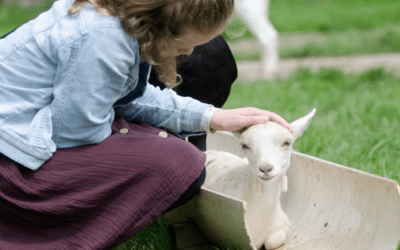 Praat mee over de toekomst van stads- en kinderboerderijen: ledenbijeenkomsten in september en oktober