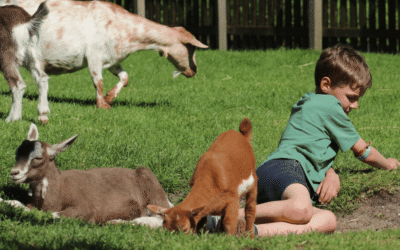 Vacature: Netwerkcoördinator Natuur- en Duurzaamheidseducatie & Stads- en Kinderboerderijen (16 uur)