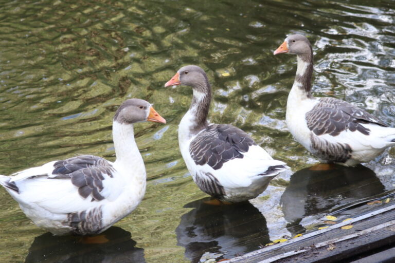 Voorkom vogelgriep in 2026-2027