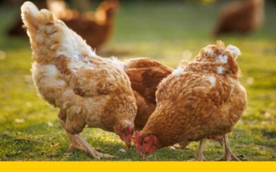 Onderzoek verspreiding vogelgriep