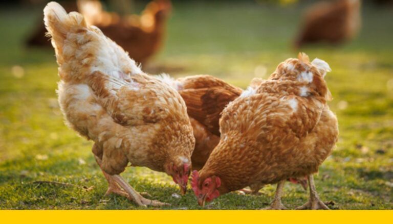 Onderzoek verspreiding vogelgriep