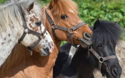 Workshop Dierenwelzijn voor medewerkers kinderboerderijen