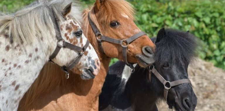 Workshop Dierenwelzijn voor medewerkers kinderboerderijen