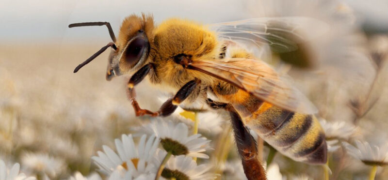 Congres Natuurlijk