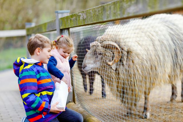 kinderen voeren een schaap