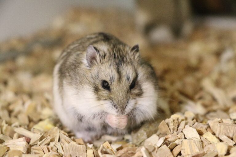 Huis- en hobbydierenlijst vanaf 1 juli