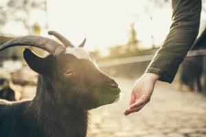 Vul de vragenlijst van ZooEasy en Anymal in en maak kans op €250 voor je kinderboerderij!