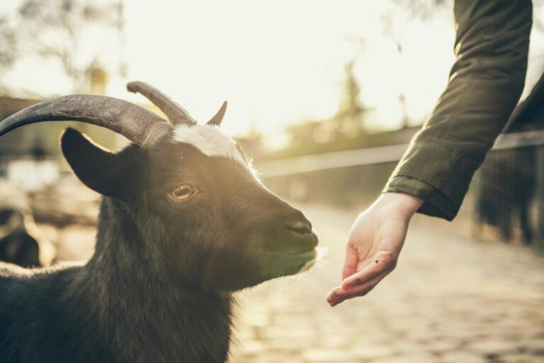 Vul de vragenlijst van ZooEasy en Anymal in en maak kans op €250 voor je kinderboerderij!