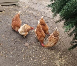 Vogelgriep: vervoersverbod deel Overijssel