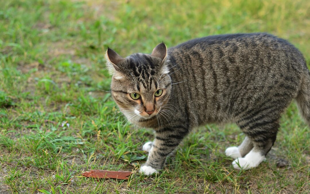 Kitten besmet met vogelgriep: wat betekent dit voor huisdiereigenaren?