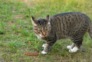 Kitten besmet met vogelgriep: wat betekent dit voor huisdiereigenaren?