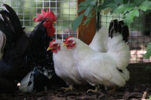 Landelijke ophok- en afschermplicht vanwege vogelgriep