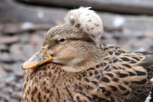 Landelijke afschermplicht vanwege vogelgriep: wat betekent dit voor kinderboerderijen?