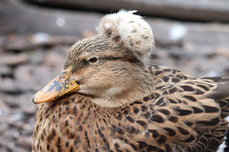 Landelijke afschermplicht vanwege vogelgriep: wat betekent dit voor kinderboerderijen?